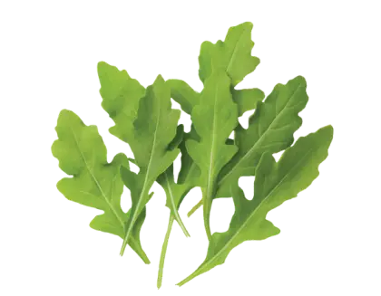 Green Leaves Illustration