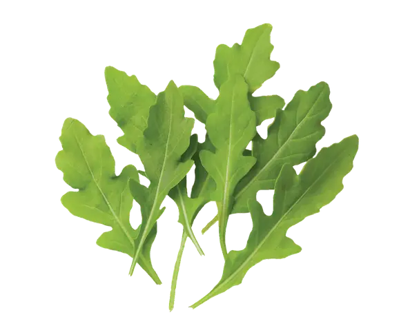 Green Leaves Illustration