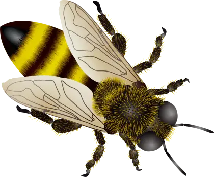 Detailed Bee Illustration