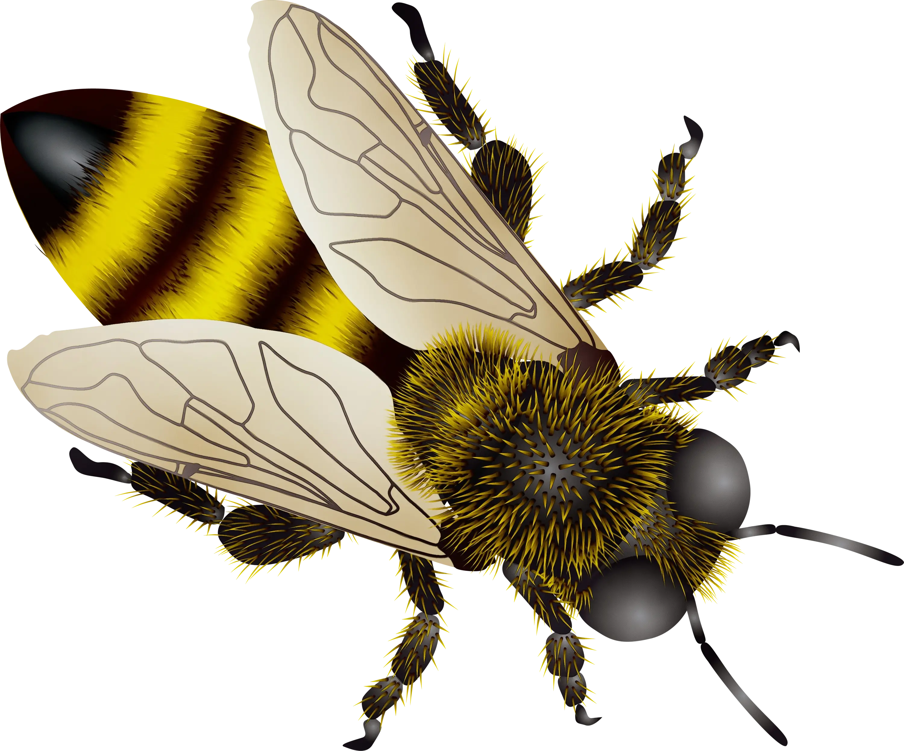Detailed Bee Illustration