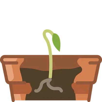 Sprouting Plant Growing in a Pot