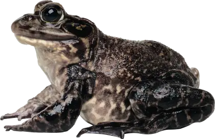 Dark Brown Frog in Wildlife