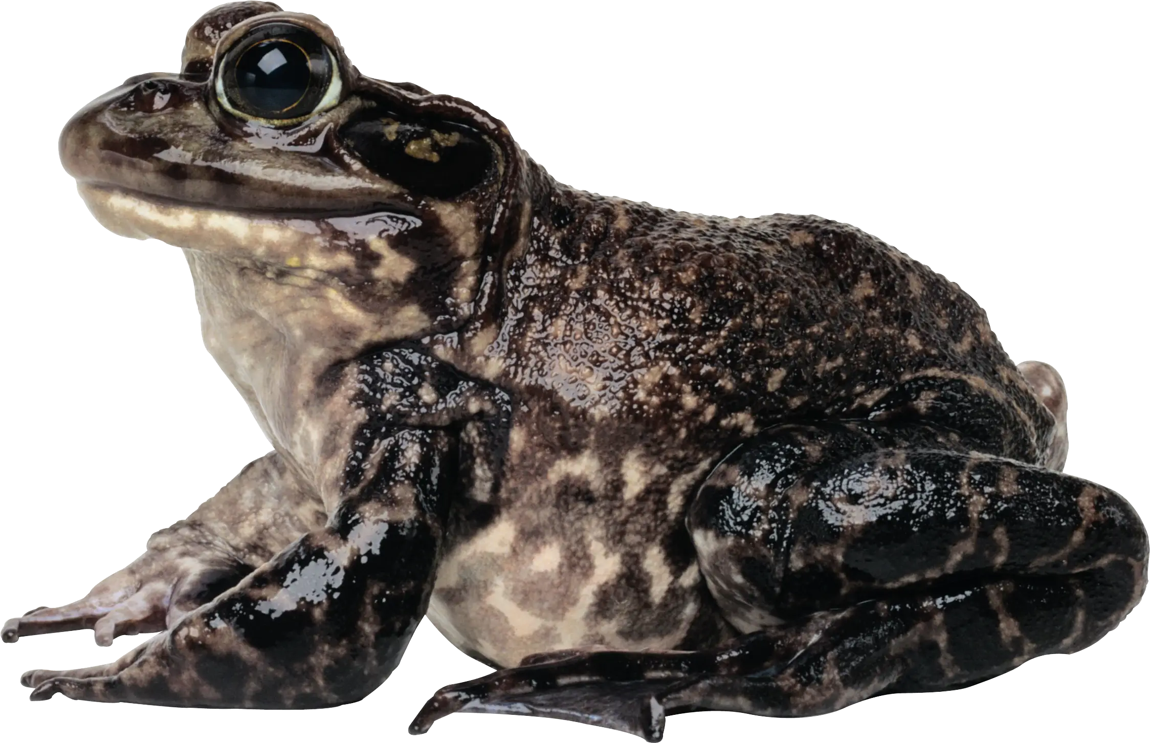 Dark Brown Frog in Wildlife