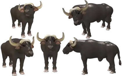 Group of Buffaloes