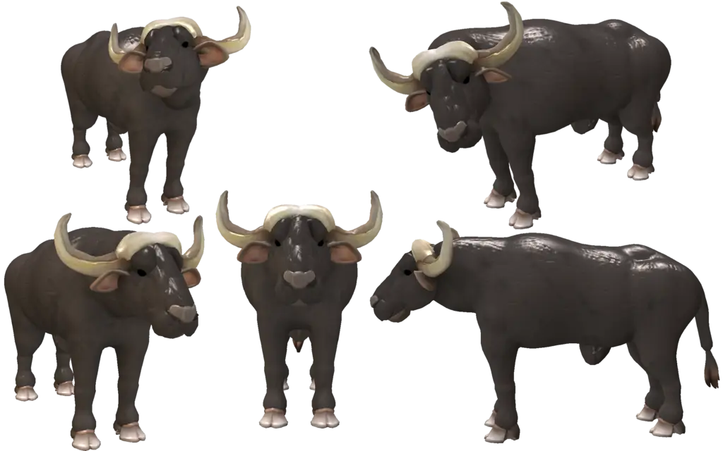 Group of Buffaloes