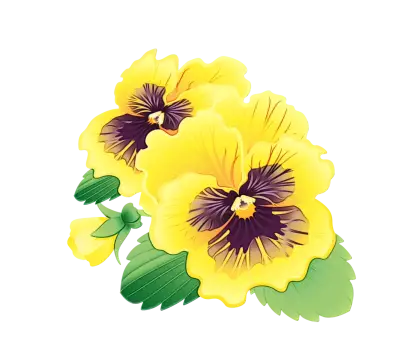 Bright Yellow Pansy Flowers