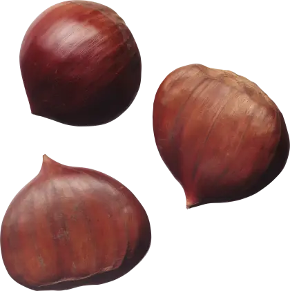 Brown Chestnuts Illustration