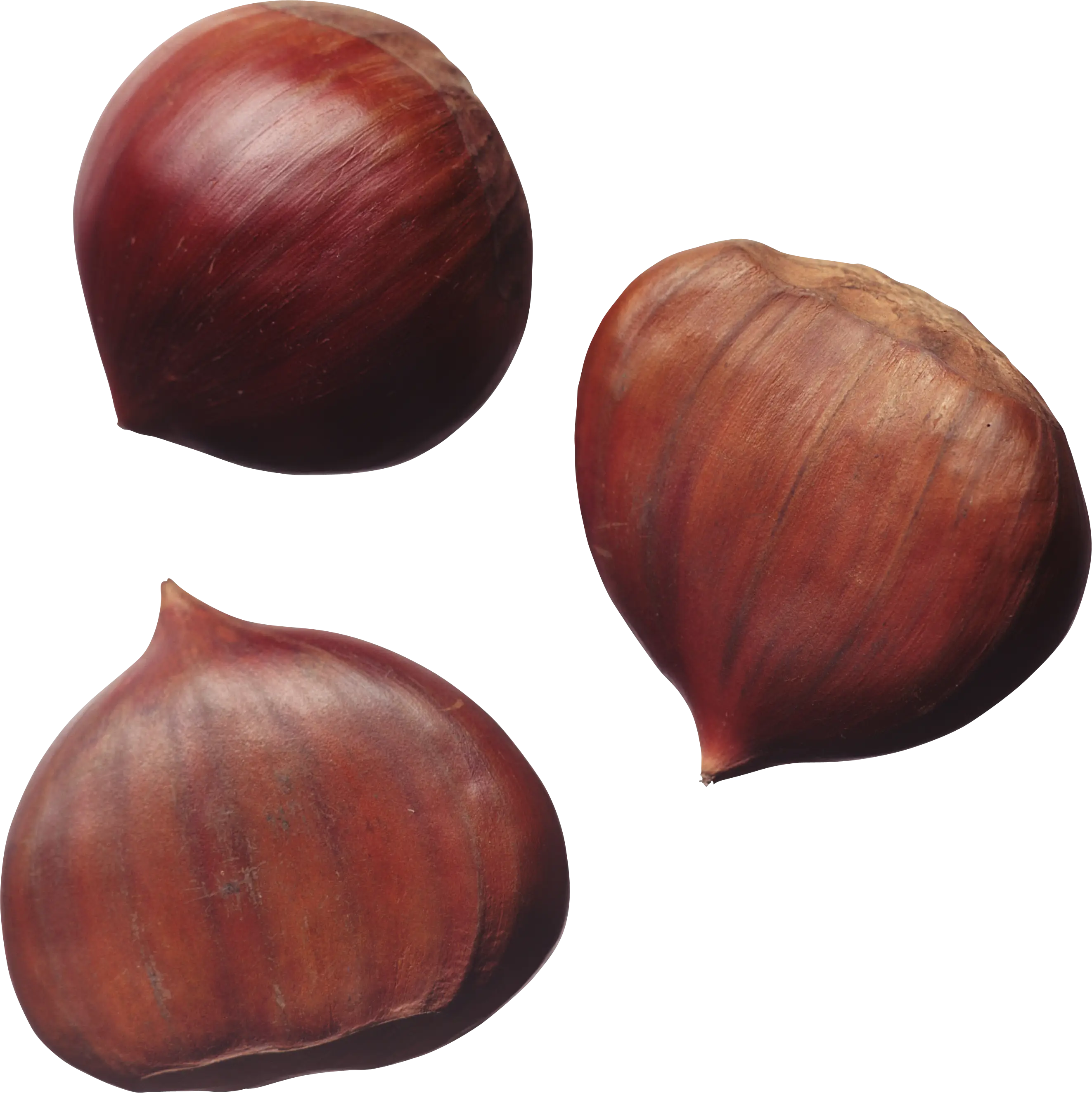 Brown Chestnuts Illustration