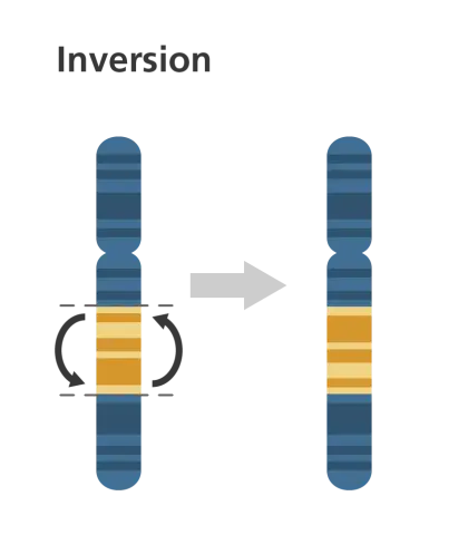 Chromosome Inversion Diagram