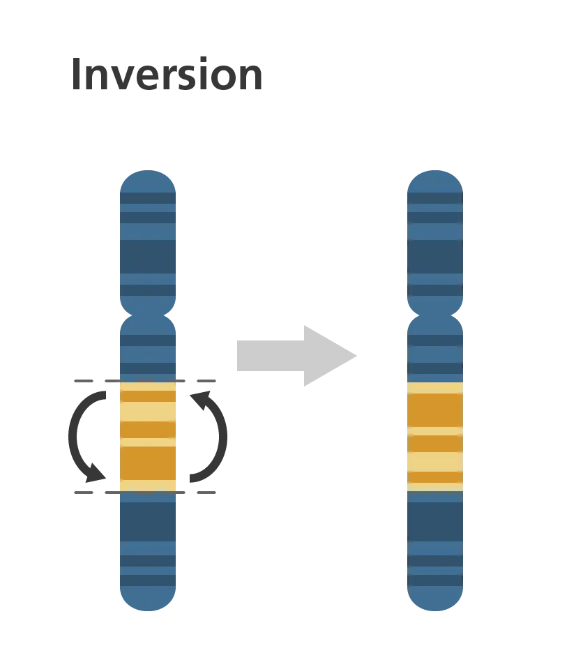 Chromosome Inversion Diagram