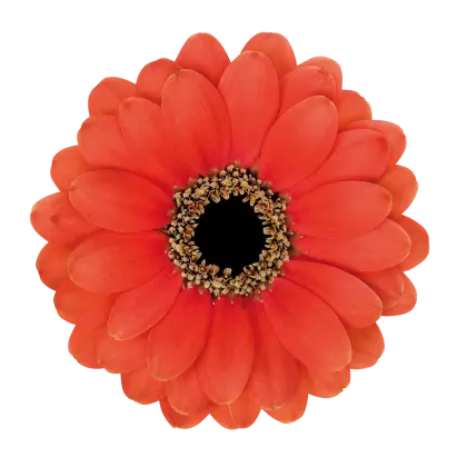 Red Daisy Flower Illustration