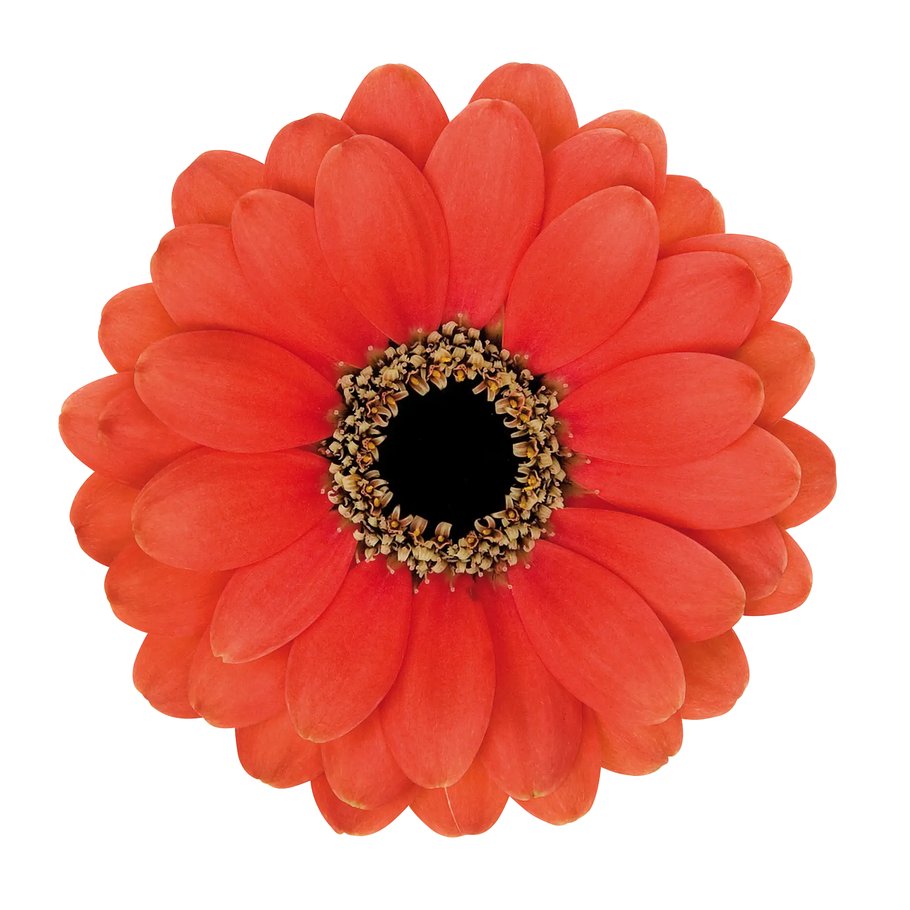 Red Daisy Flower Illustration