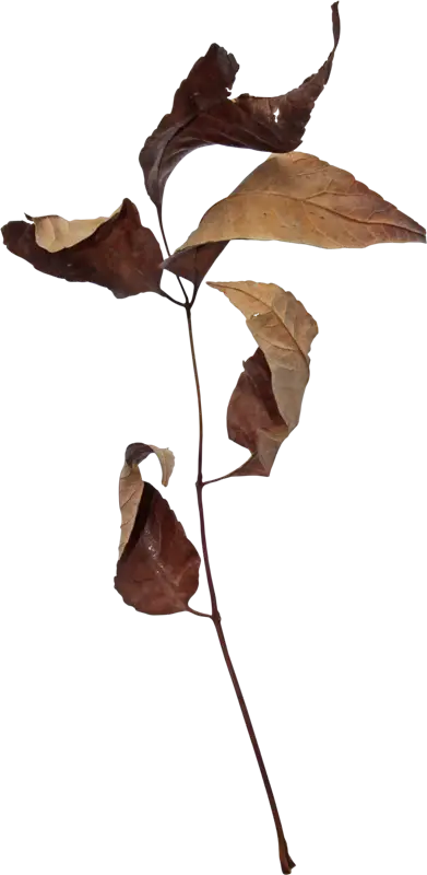 Dried Leaf Branch Illustration