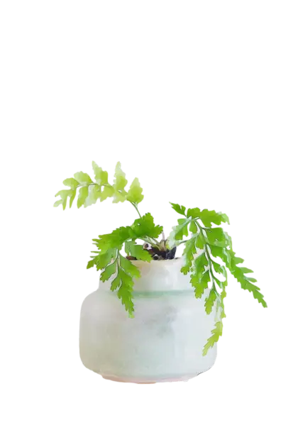Small Potted Green Plant in Ceramic Pot