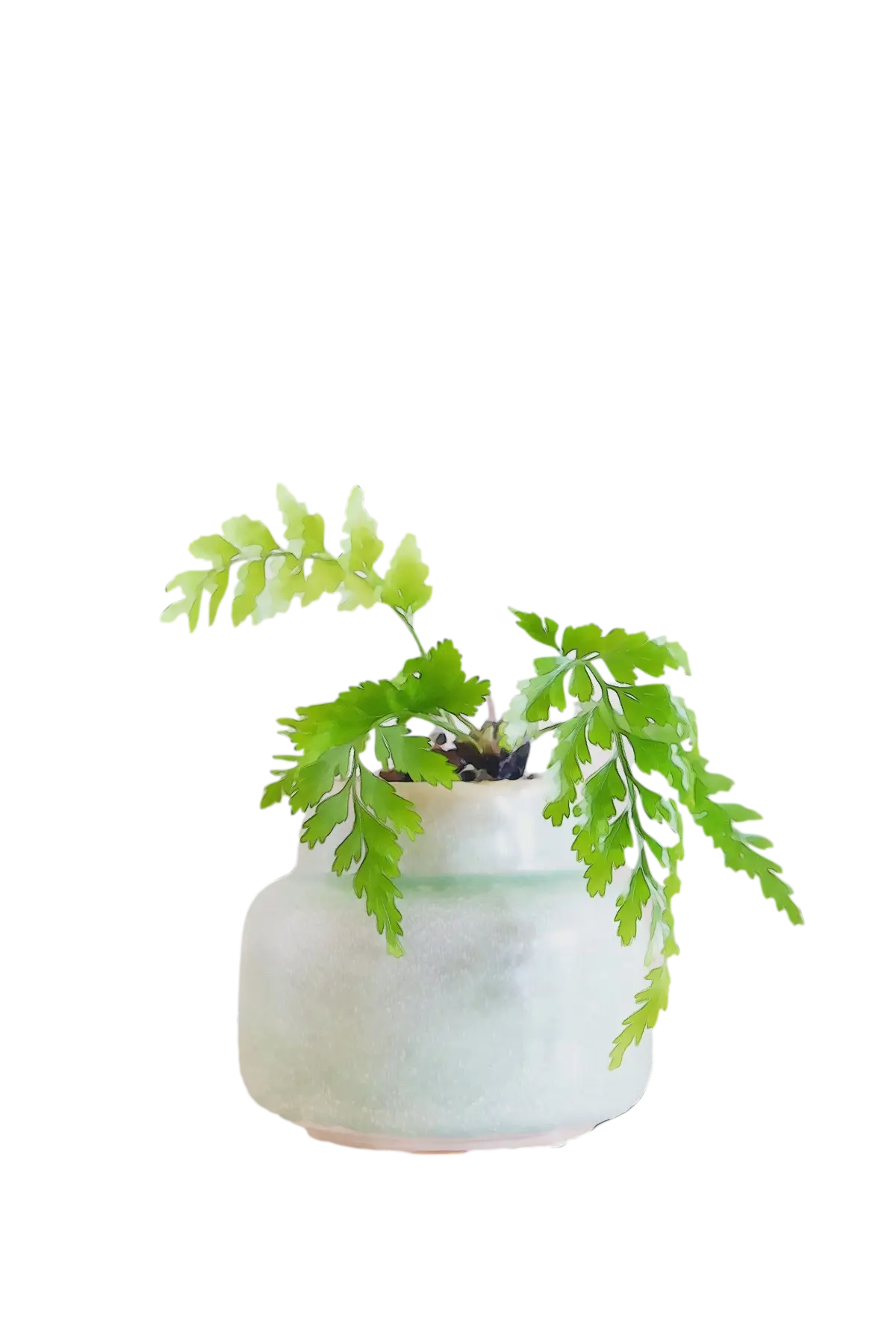 Small Potted Green Plant in Ceramic Pot