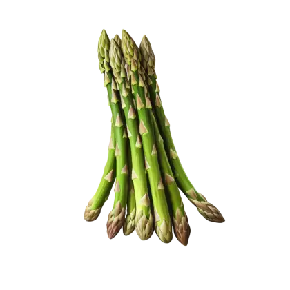 Asparagus Bundle Illustration