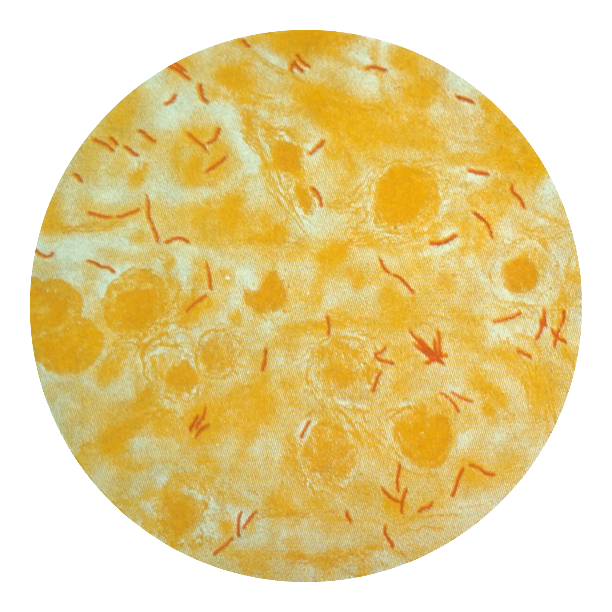 Yellow Bacteria Under Microscope