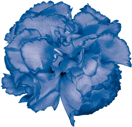 Beautiful Blue Flower