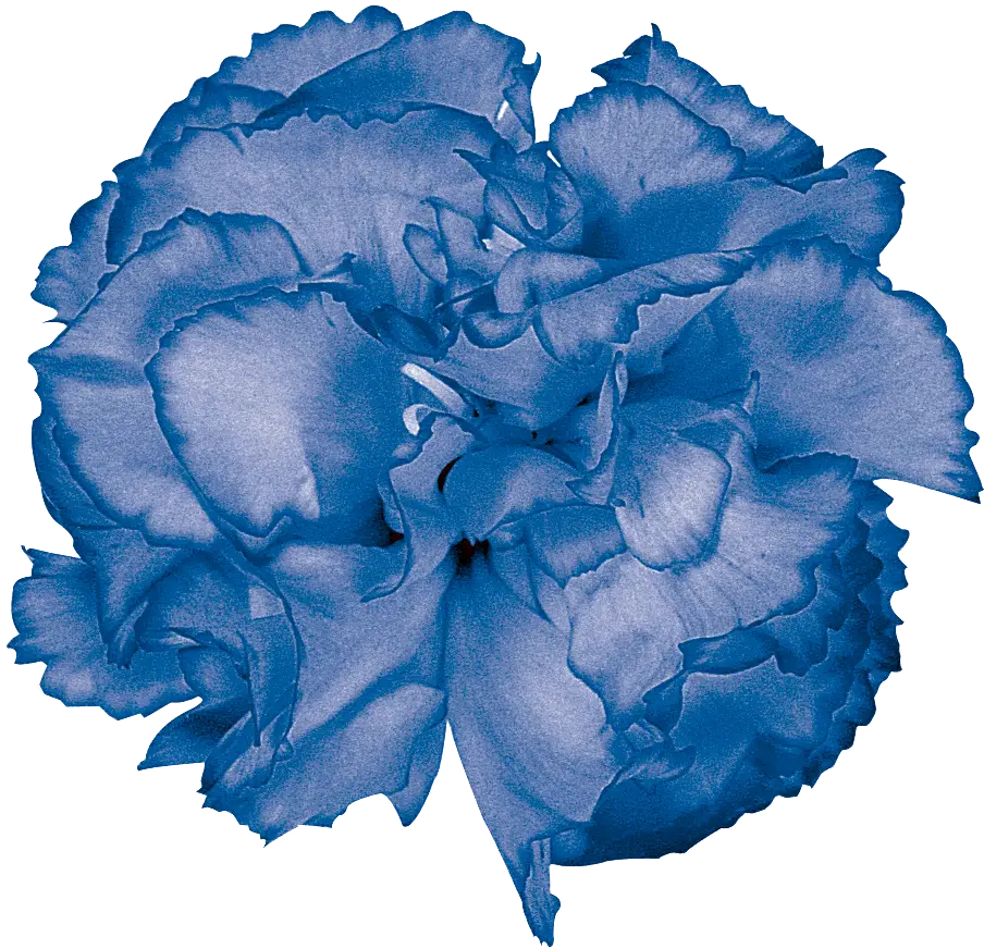 Beautiful Blue Flower