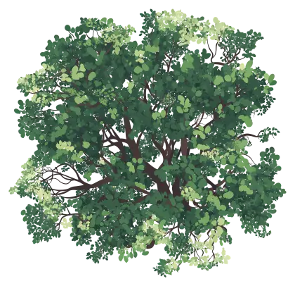 Dense Tree with Green Leaves