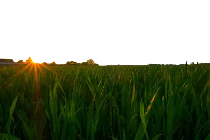 Sunset Over Green Field