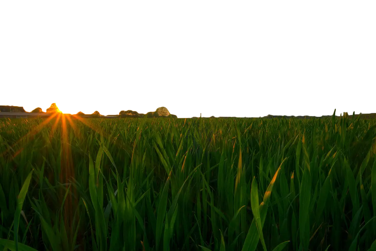 Sunset Over Green Field