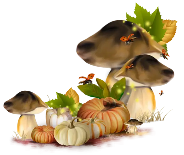 Mushrooms and Pumpkins Autumn Illustration