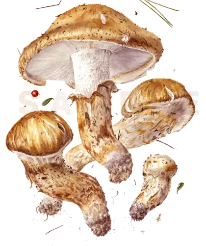 Wild Edible Mushrooms