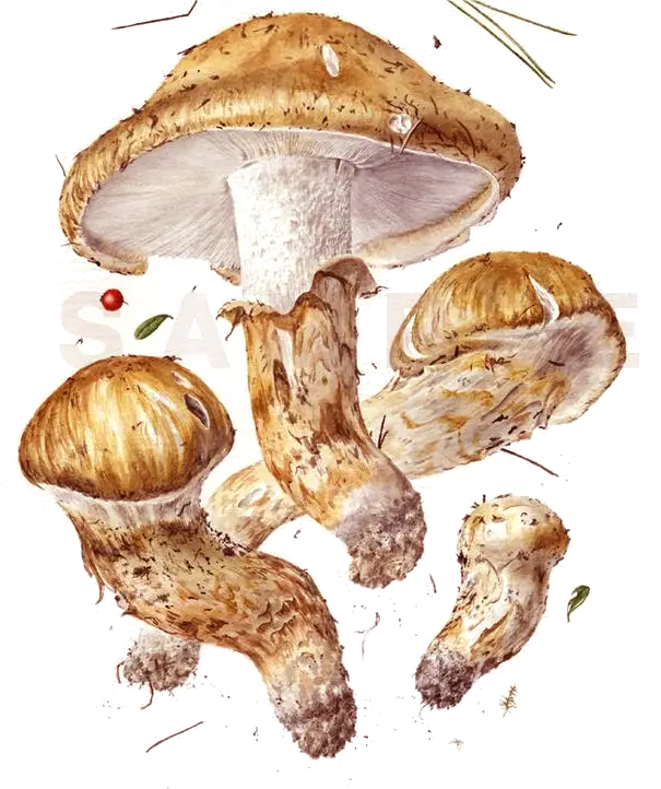 Wild Edible Mushrooms