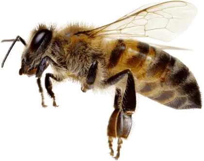 Realistic Honeybee Illustration Focusing on Pollination