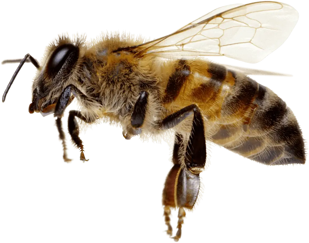Realistic Honeybee Illustration Focusing on Pollination