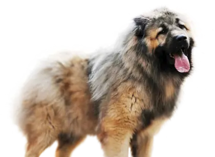 Caucasian Shepherd Dog with Fluffy Fur