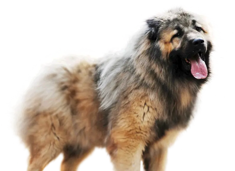 Caucasian Shepherd Dog with Fluffy Fur