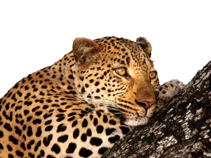 Leopard Resting Gracefully on a Tree