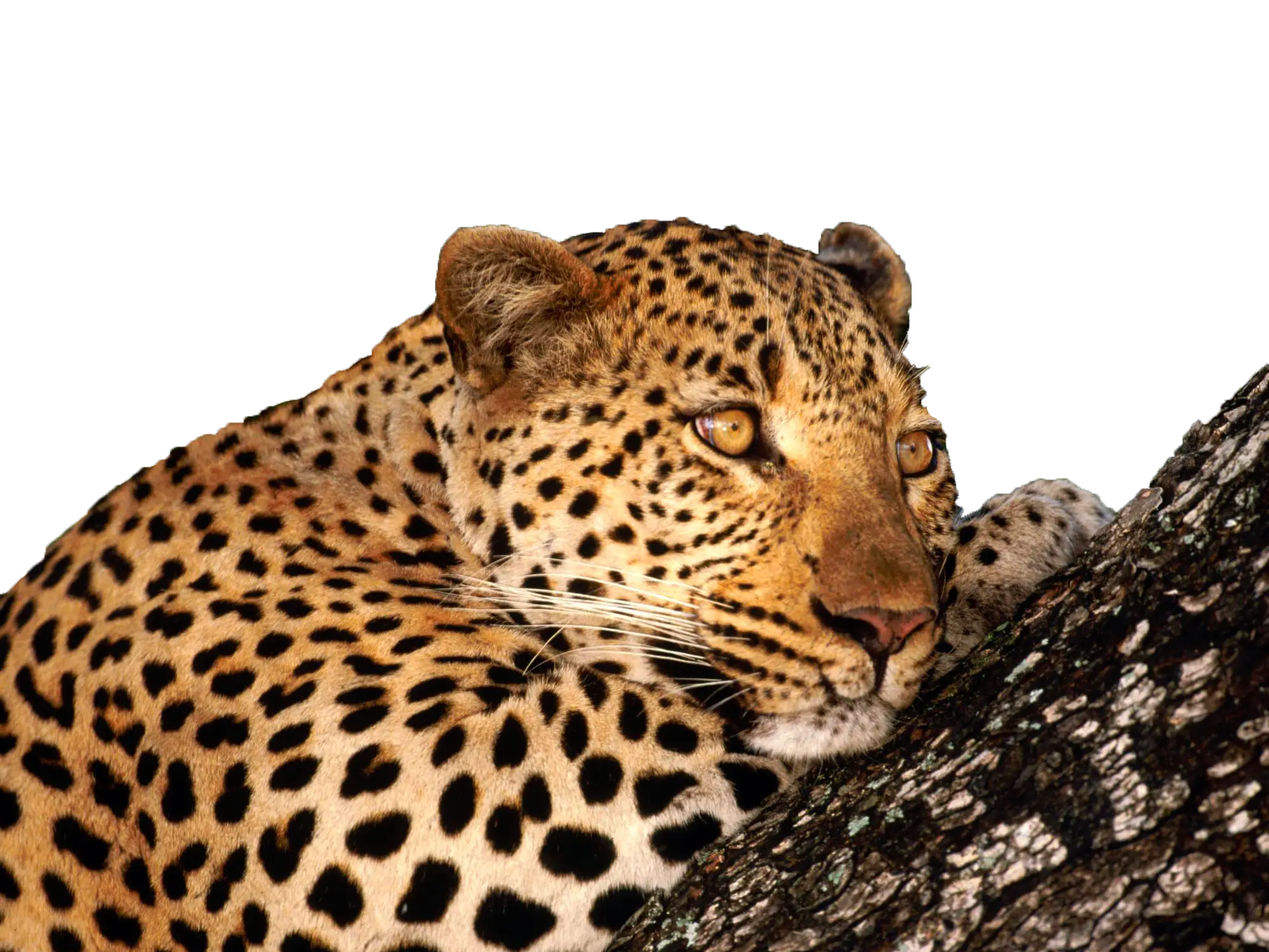Leopard Resting Gracefully on a Tree
