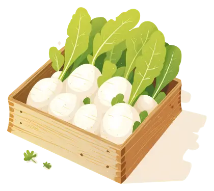 Fresh White Radishes in a Wooden Crate