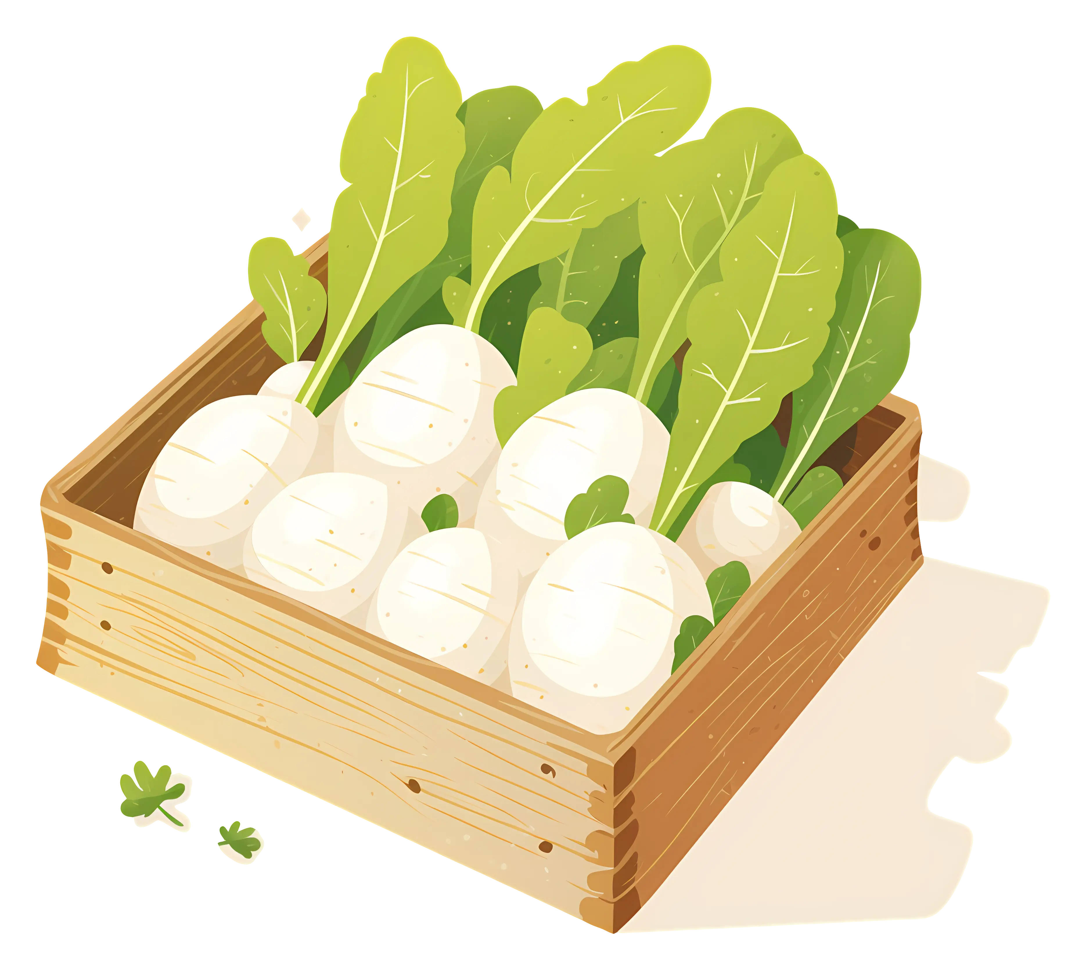 Fresh White Radishes in a Wooden Crate