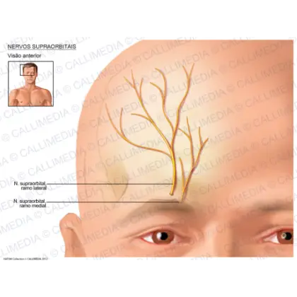 Supraorbital Nerves Medical Diagram