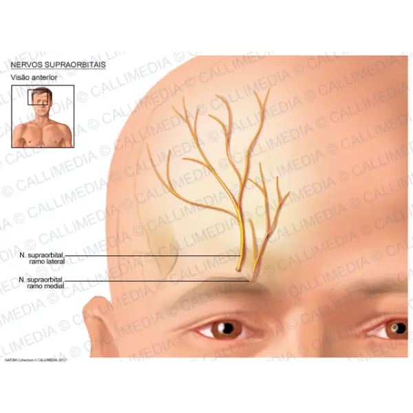 Supraorbital Nerves Medical Diagram