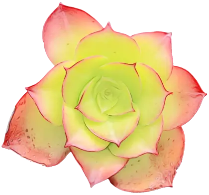 Colorful Succulent Plant Design