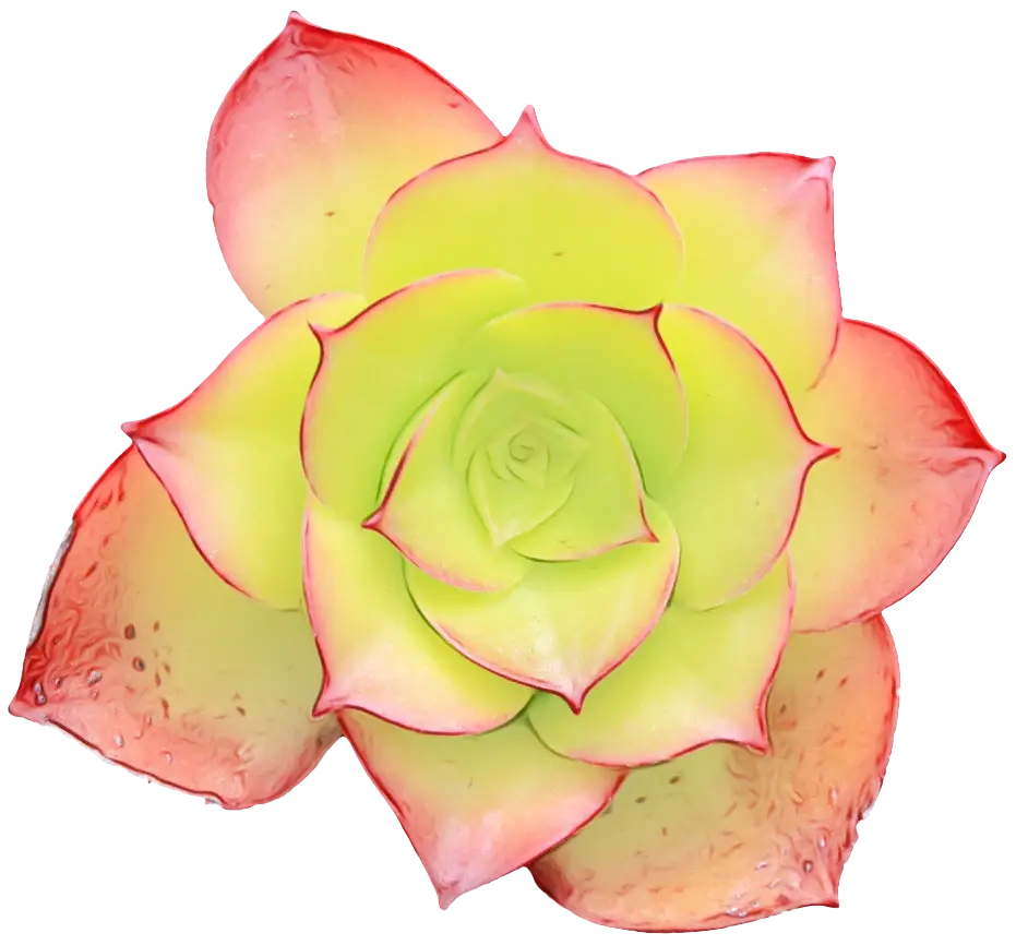 Colorful Succulent Plant Design