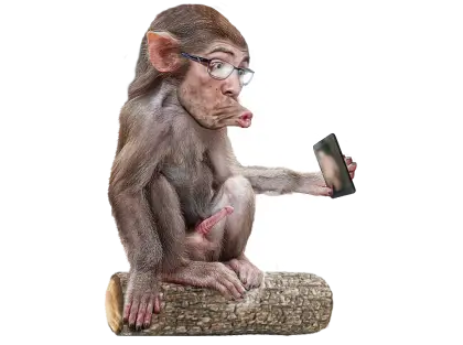 Monkey Taking a Selfie
