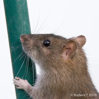 Brown Rat Climbing a Pole