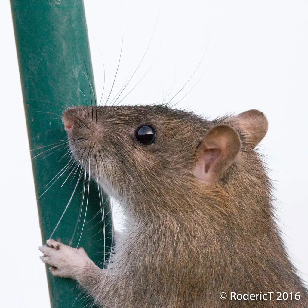 Brown Rat Climbing a Pole
