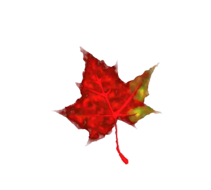 Red Maple Leaf with Seasonal Detail