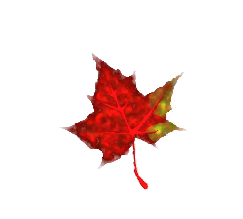 Red Maple Leaf with Seasonal Detail