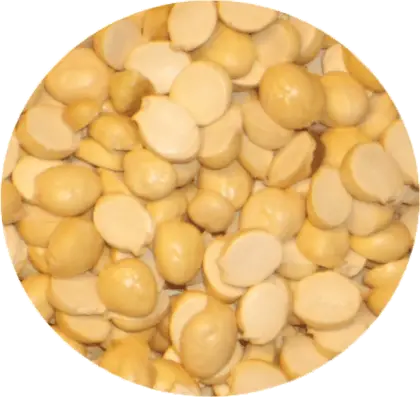 Round Pile of Yellow Lupin Seeds