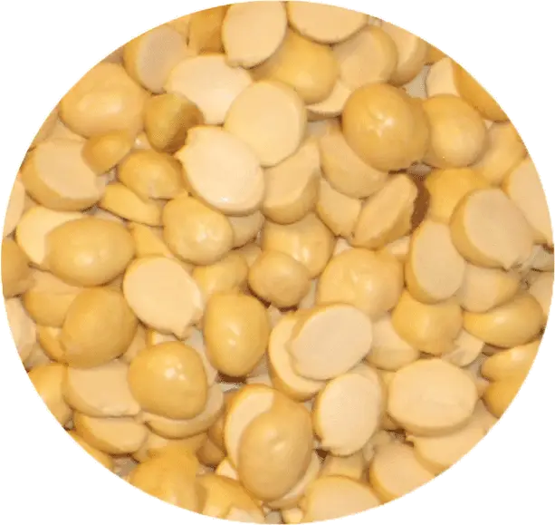 Round Pile of Yellow Lupin Seeds