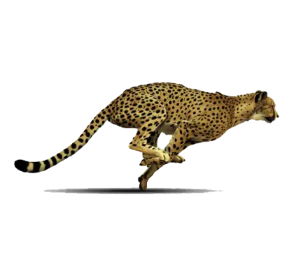 Cheetah Running at Full Speed