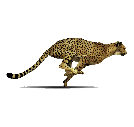 Cheetah Running at Full Speed